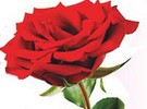 rose
