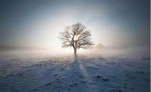 sapling in sunshine